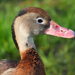 Southern black-bellied whistling-duck (Dendrocygna autumnalis autumnalis), 2021-11-23