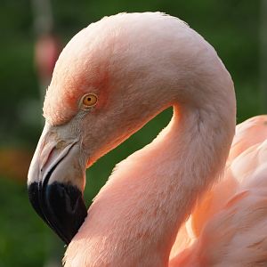 Chilean flamingo (Phoenicopterus chilensis), 2021-11-23