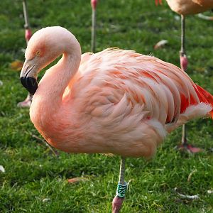 Chilean flamingo (Phoenicopterus chilensis), 2021-11-23
