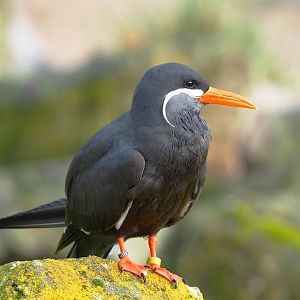 Inca tern (Larosterna inca), 2021-11-23