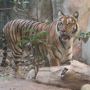 Indochinese Tiger