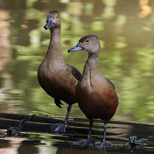 Lesser Whistling Ducks