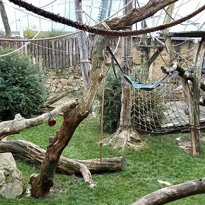 Outdoor-enclosure Sumatran orangutan