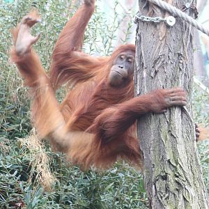 Sumatran orangutan - female