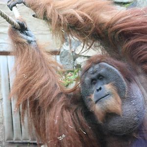 Sumatran orangutan - male