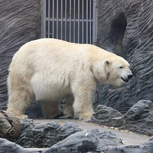 Polar bear