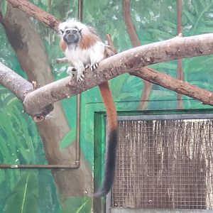 Stone Zoo (2022) - Cottontop Tamarin