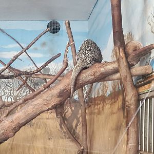 Stone Zoo (2022) - Brazilian Porcupine