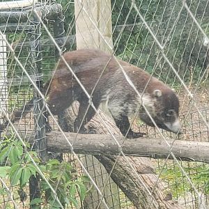 Stone Zoo (2022) - Northern Coati