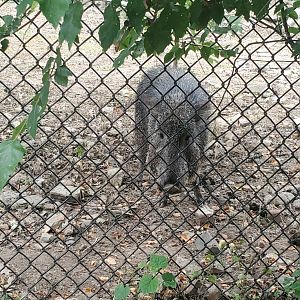 Stone Zoo (2022) - Chacoan Peccary