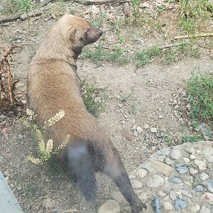 Stone Zoo (2022) - Bush Dog