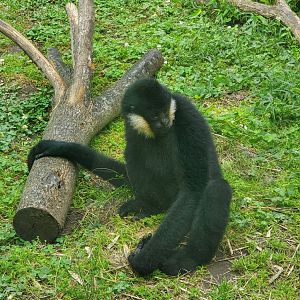 Stone Zoo (2022) - White-cheeked Gibbon