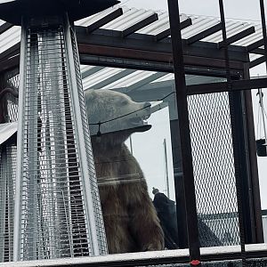 Mounted Brown Bear - AK Alchemist Coffee Shop - Anchorage