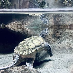 Common Snapping Turtle - Anchorage Museum Discovery Zone