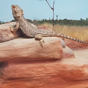 Central Bearded Dragon (Pogona vitticeps)