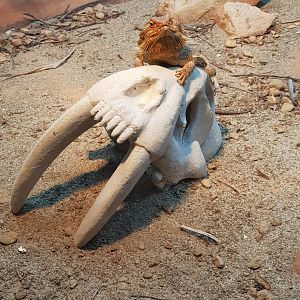 Central Bearded Dragon (Pogona vitticeps)