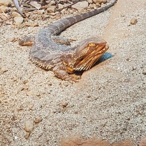 Central Bearded Dragon (Pogona vitticeps)