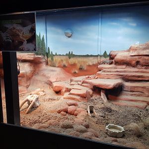 Central Bearded Dragon (Pogona vitticeps)Left Enclosure