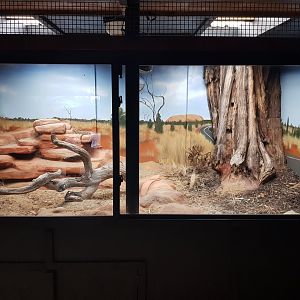 Central Bearded Dragon (Pogona vitticeps) Right Enclosure