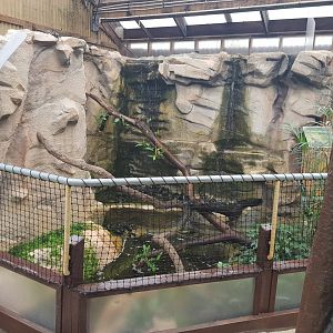 Australian Water Dragon(Intellagama lesueurii) Enclosure