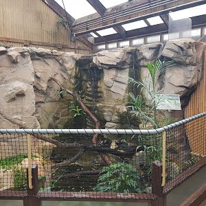 Australian Water Dragon(Intellagama lesueurii) Enclosure