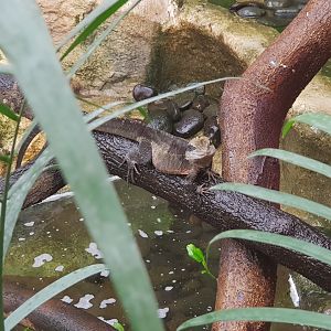Australian Water Dragon(Intellagama lesueurii)