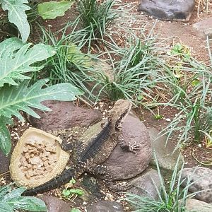 Australian Water Dragon(Intellagama lesueurii)