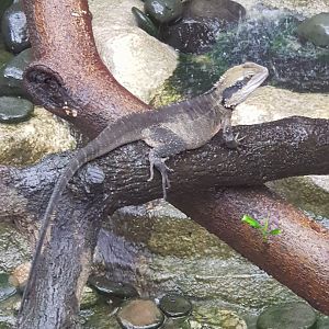 Australian Water Dragon(Intellagama lesueurii)