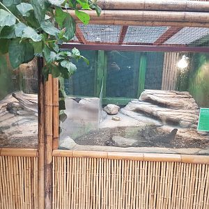 Common blue tongued skink (Tiliqua scincoides)