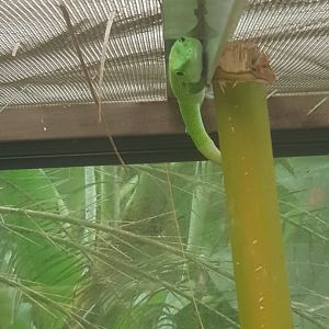 Madagascar Giant Day Gecko (Phelsuma grandis)