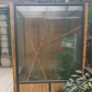 Madagascar Giant Day Gecko (Phelsuma grandis)