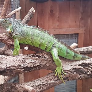 Diego the Green Iguana (Iguana iguana)