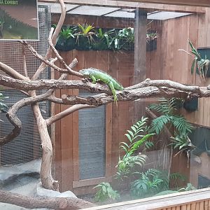 Diego the Green Iguana (Iguana iguana)