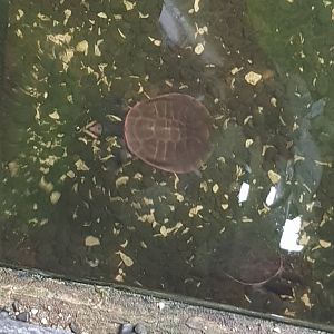 Jardine River Turtle(Emydura subglobosa),