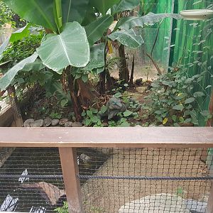 Jardine River Turtle(Emydura subglobosa) enclosure