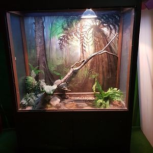 Young Australian Water Dragon(Intellagama lesueurii) Enclosure