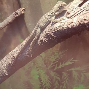 Young Australian Water Dragon(Intellagama lesueurii)