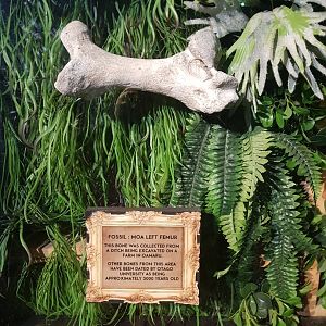 Moa Femur