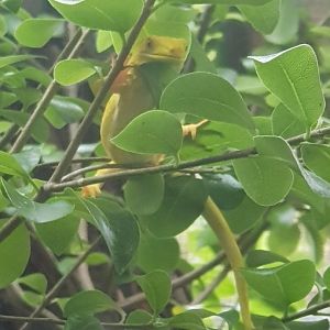 Elegant Gecko/Auckland Green Gecko (Naultinus elegans) Xanthic Morph