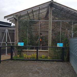 New Cotton-Top Tamarin (Saguinus oedipus) Enclosure