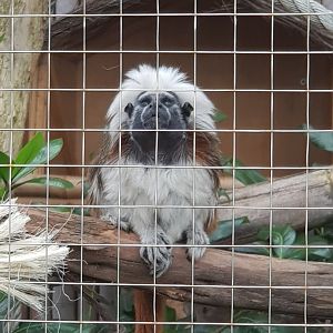 Cotton-Top Tamarin (Saguinus oedipus)