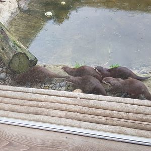 Asian small-clawed otter (Aonyx cinereus)