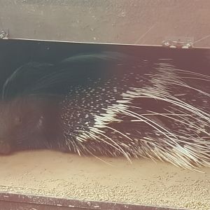 Cape Porcupine (Hystrix africaeaustralis)