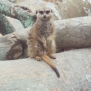 Meerkat (Suricata suricatta)