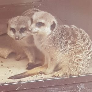 Meerkat (Suricata suricatta)