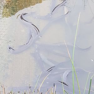 Short-Finned Eel (Anguilla australis)