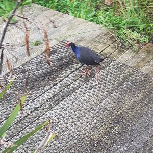 Pukeko (Porphyrio melanotus)