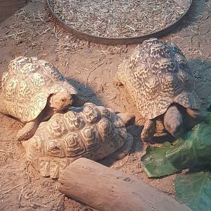 Leopard tortoise (Stigmochelys pardalis)