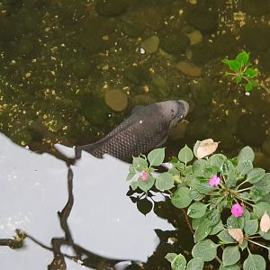 Giant Gourami (Osphronemus goramy)