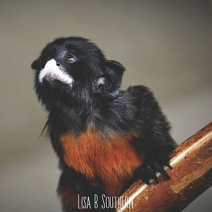 red bellied tamarin